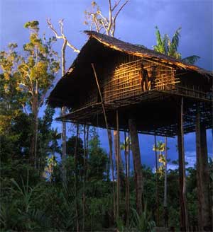 papua-tree-houses