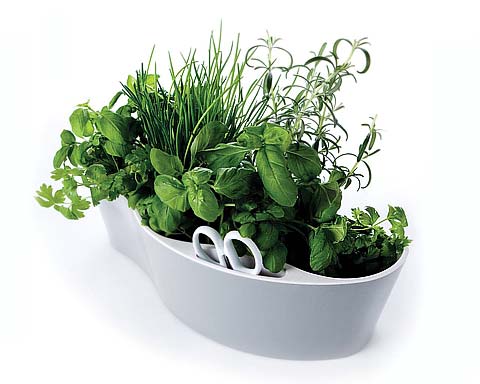 Cooking Tools How to Create a Herb Garden in your Kitchen? Busyboo