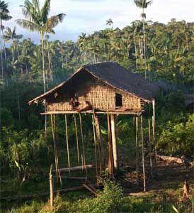 papua-tree-houses