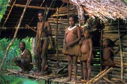 papua tree houses 3 - Papua tree houses