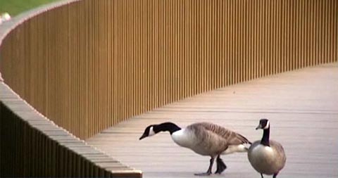 sackler-crossing