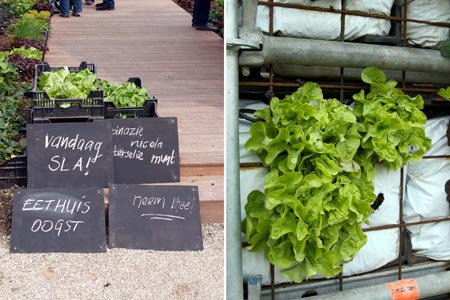 garden shed green roof 3 - Eethuis: Cute enough to eat