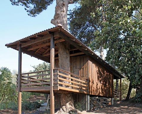 shipping-container-cabin-tree