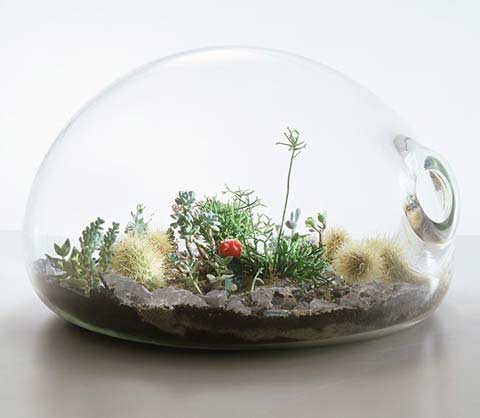 terrarium-04