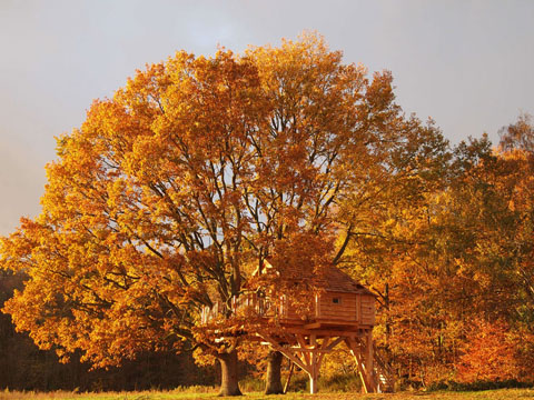 treehouse-design-perche